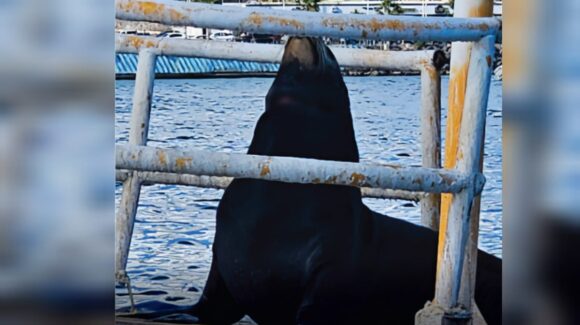 Implementa Profepa operativo para localizar a lobo marino herido visto en la bahía de Topolobampo, Sinaloa