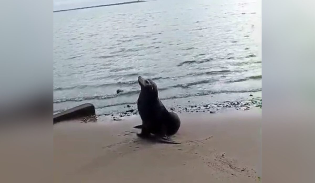 Avistamiento de lobo marino en Topolobampo