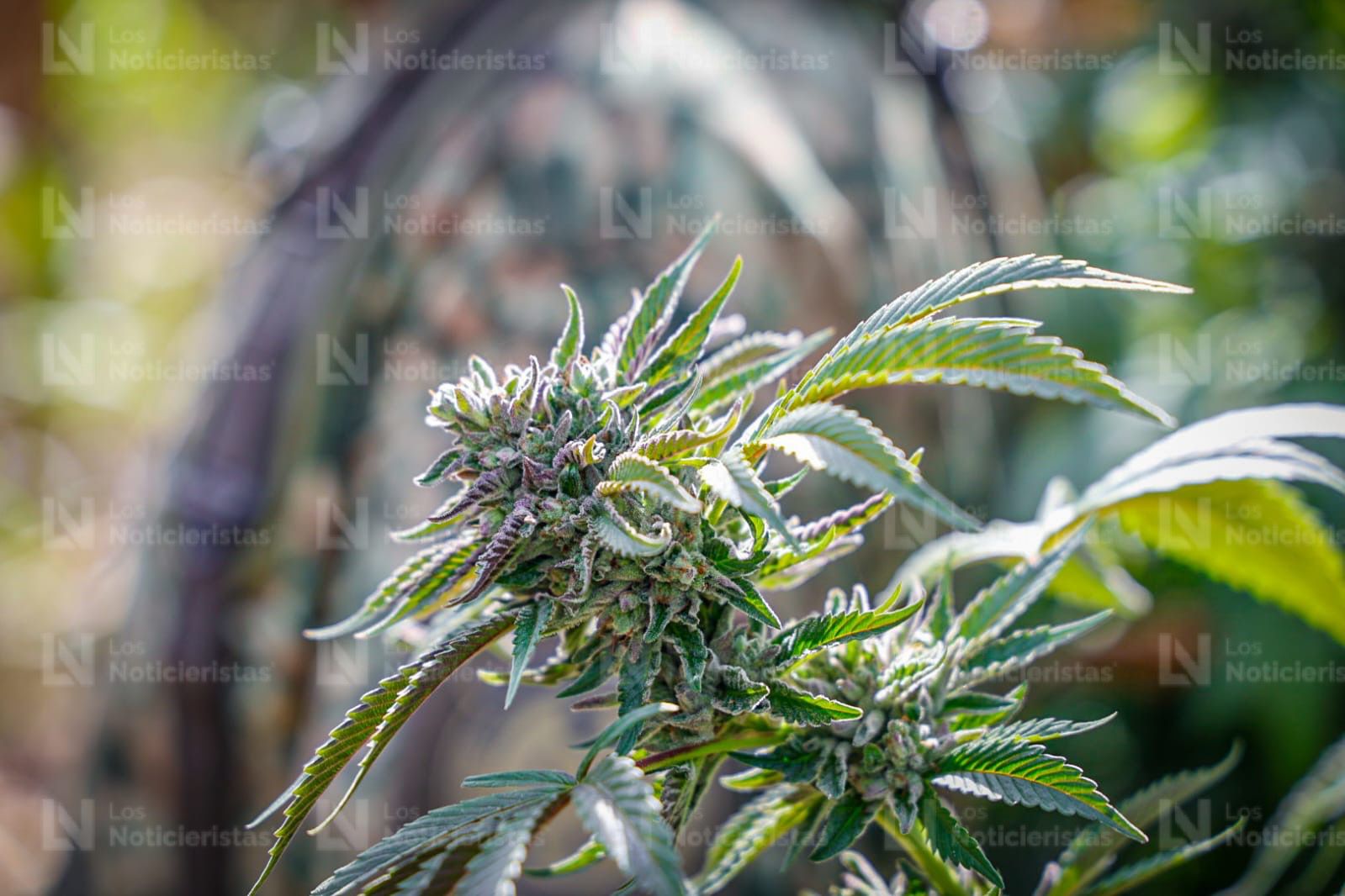 Planta de mariguana en la sierra de Badiraguato