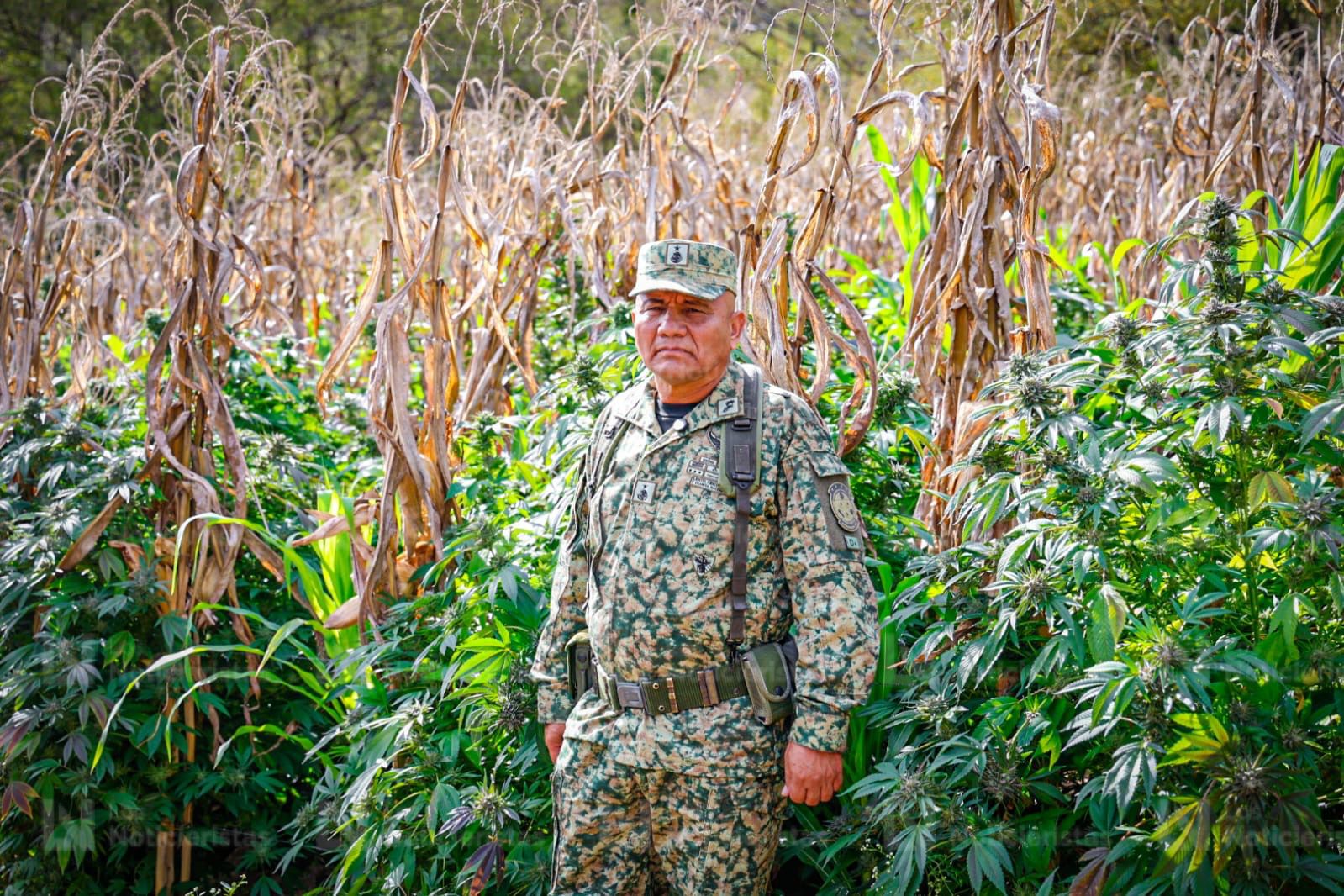 Detecta Ejército nueva modalidad de siembra de mariguana en Badiraguato