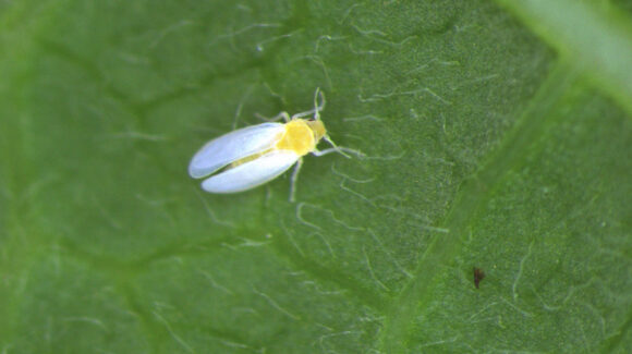 Brota la mosca blanca y le pega una ‘tunda’ al frijol en Sinaloa; productores se mantienen preocupados ante el panorama