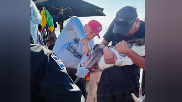 Pleito entre pelícano y pescador los deja lesionados en playas de Mazatlán, Sinaloa