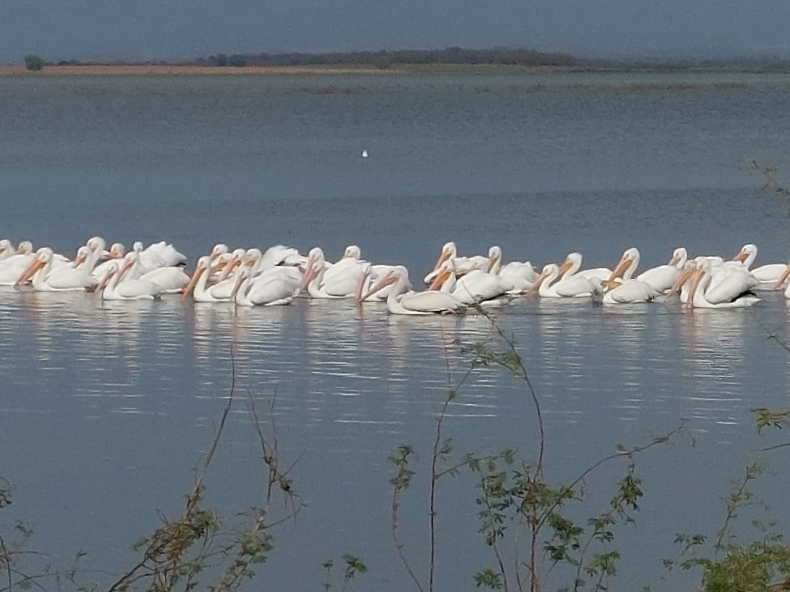 Pelícanos en la presa de Guamúchil