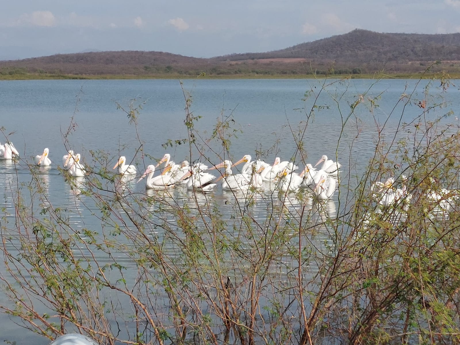 Pelícanos en la presa de Guamúchil