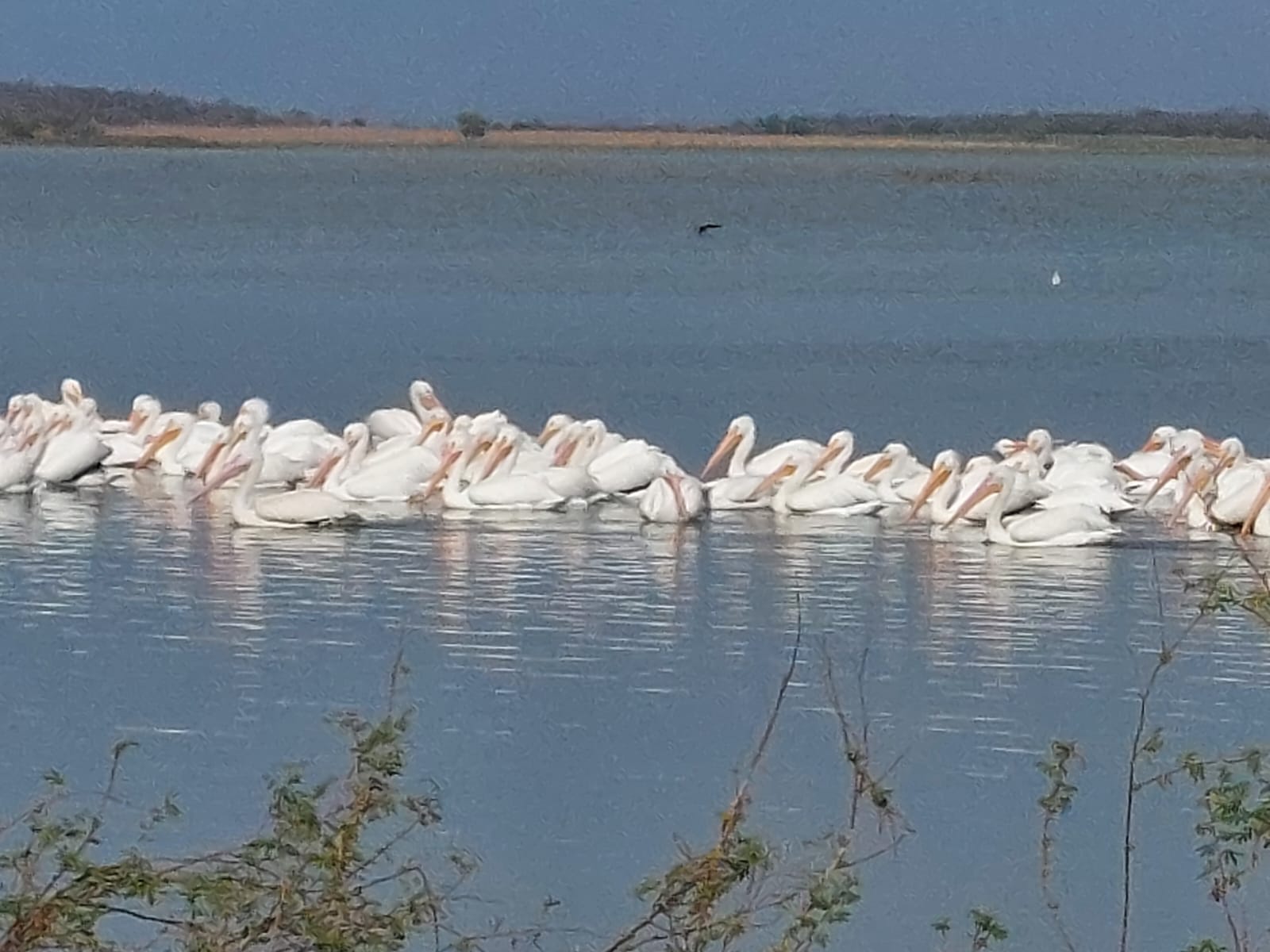 Pelícanos en la presa de Guamúchil