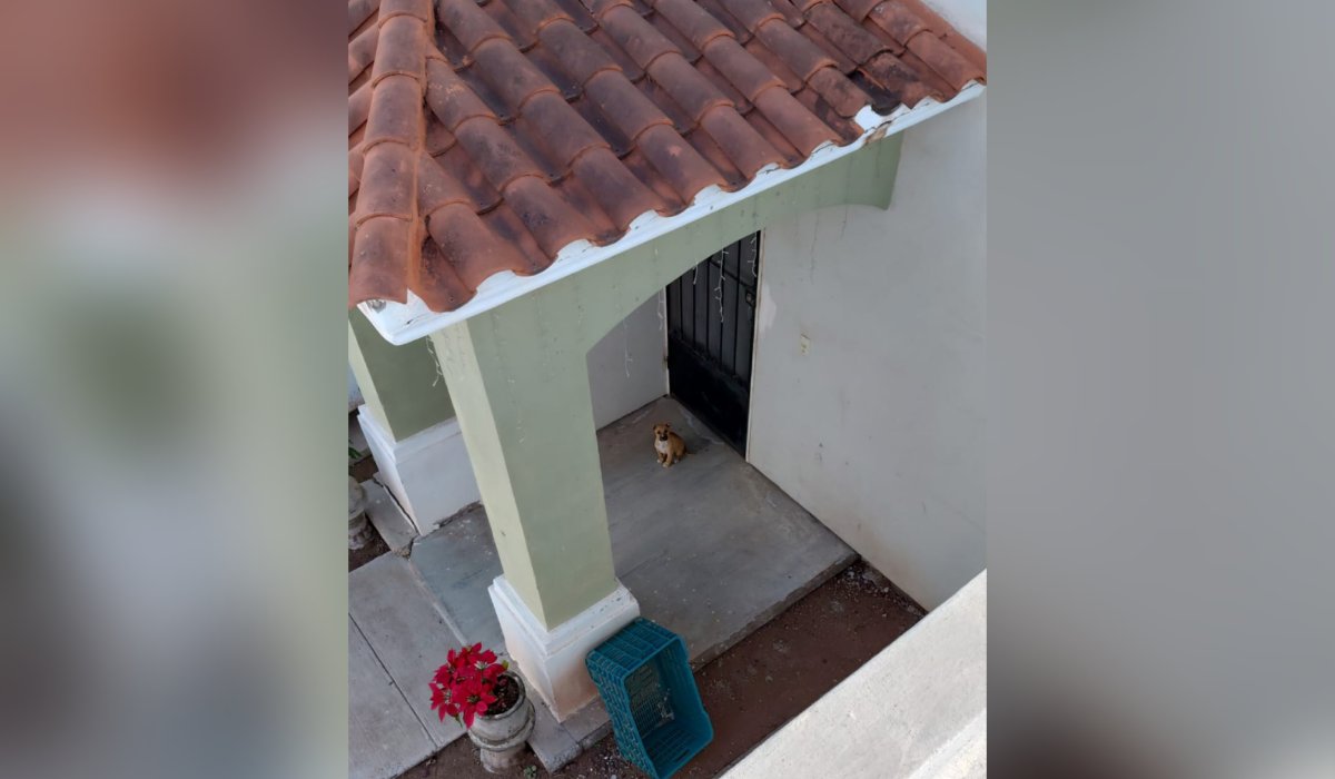 Perrito es abandonado en Los Mochis, Sinaloa