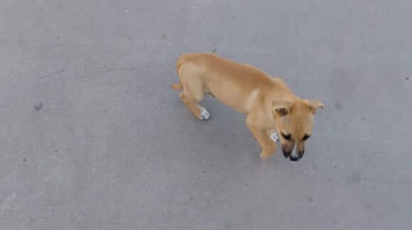 VIDEO: abandonan a un perrito en el sector Viñedos de Los Mochis, Sinaloa
