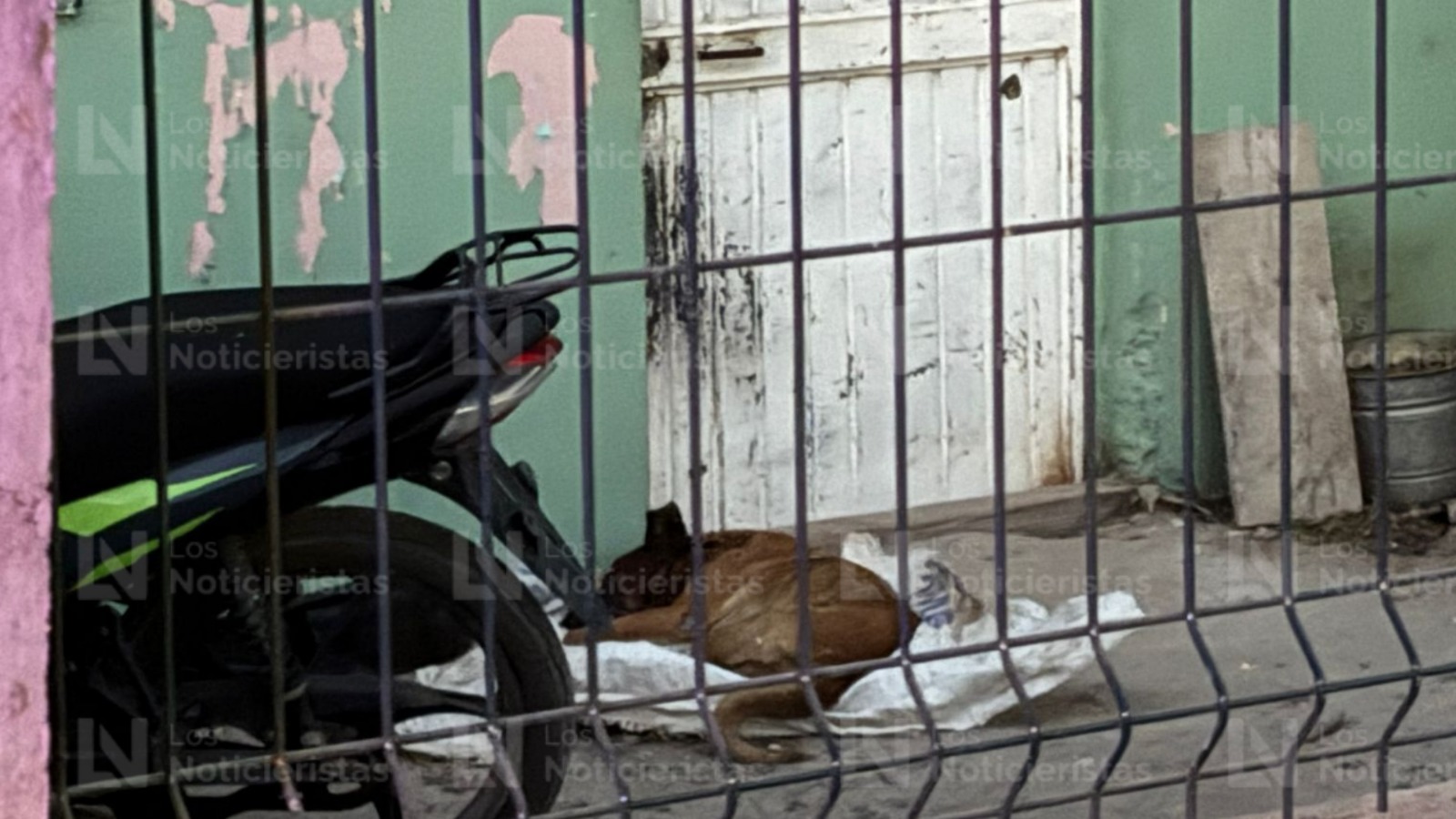 Perrito muerto tras balacera en Villa Juárez, Navolato