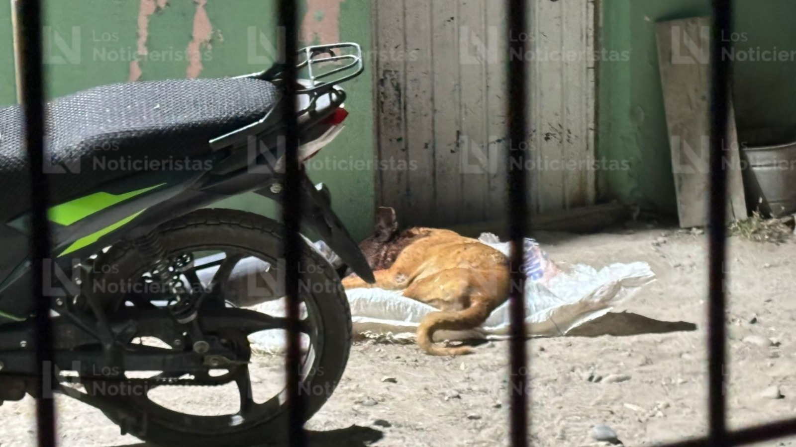 Perrito muerto tras balacera en Villa Juárez, Navolato