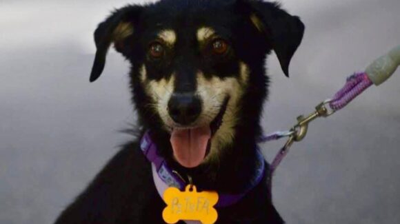 Se viene la 13 jornada de adopción Huellitas del Bienestar en Mazatlán, Sinaloa; habrá 13 perritos y 5 gatos