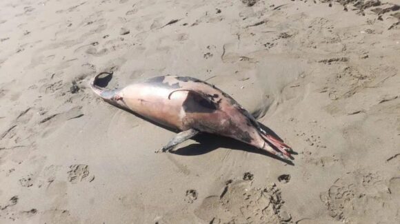 Pesca industrial posible relación con encallamiento de especies marinas en Guasave, Sinaloa