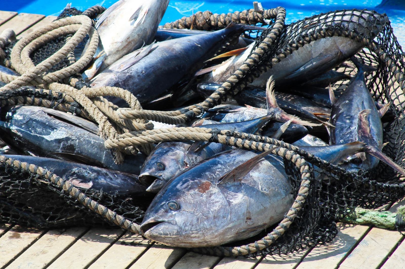 pescados