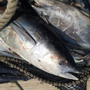 Pescados