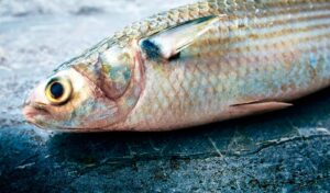 Pescados