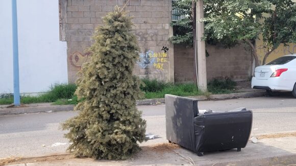 Persisten malas prácticas en desecho de pinos navideños en Mazatlán, Sinaloa, pese a programa de recolección