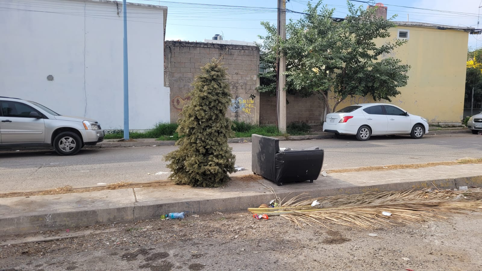 Pino natural navideño en la calle