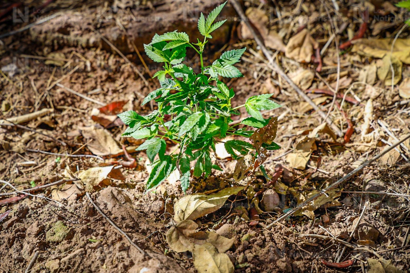 Planta de mariguana en la sierra de Badiraguato