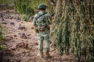 Detecta Ejército nueva modalidad de siembra de mariguana en Badiraguato