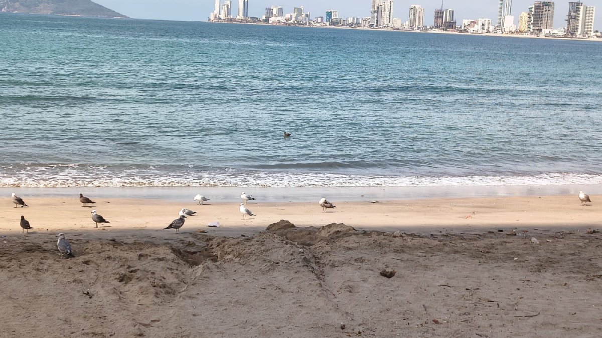 playa de mazatlan sinaoa