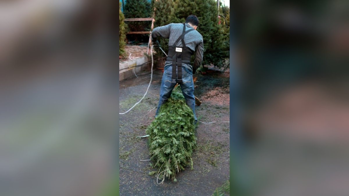 Habrá centros de acopio para pinos navideños naturales en Mazatlán