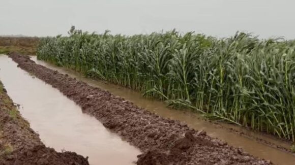 Ráfaga de viento tipo tornado derriba seis hectáreas de maíz en Guasave, Sinaloa