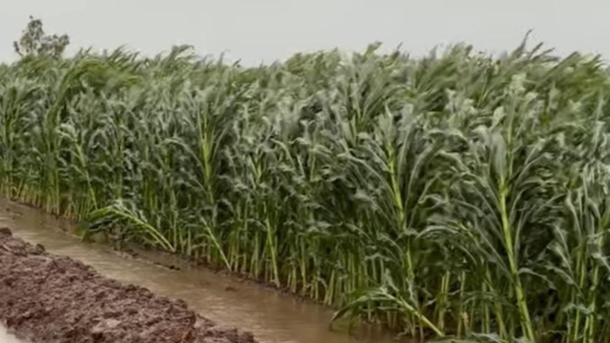 predio agricola cañado por fuerte viento en guasave sin