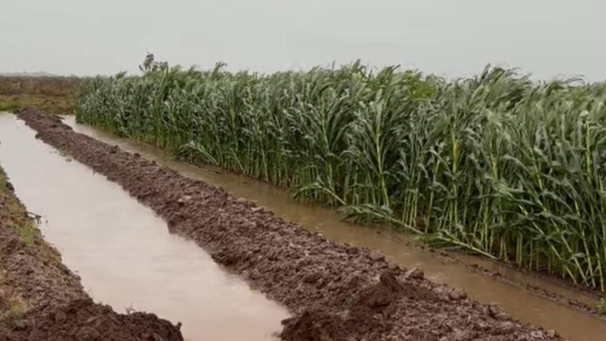 predio agricola cañado por fuerte viento en guasave