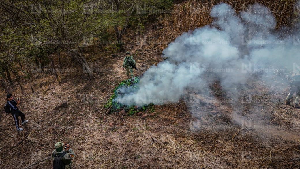 Más de media tonelada de Cola de Borrego incinera Ejército Mexicano en Badiraguato