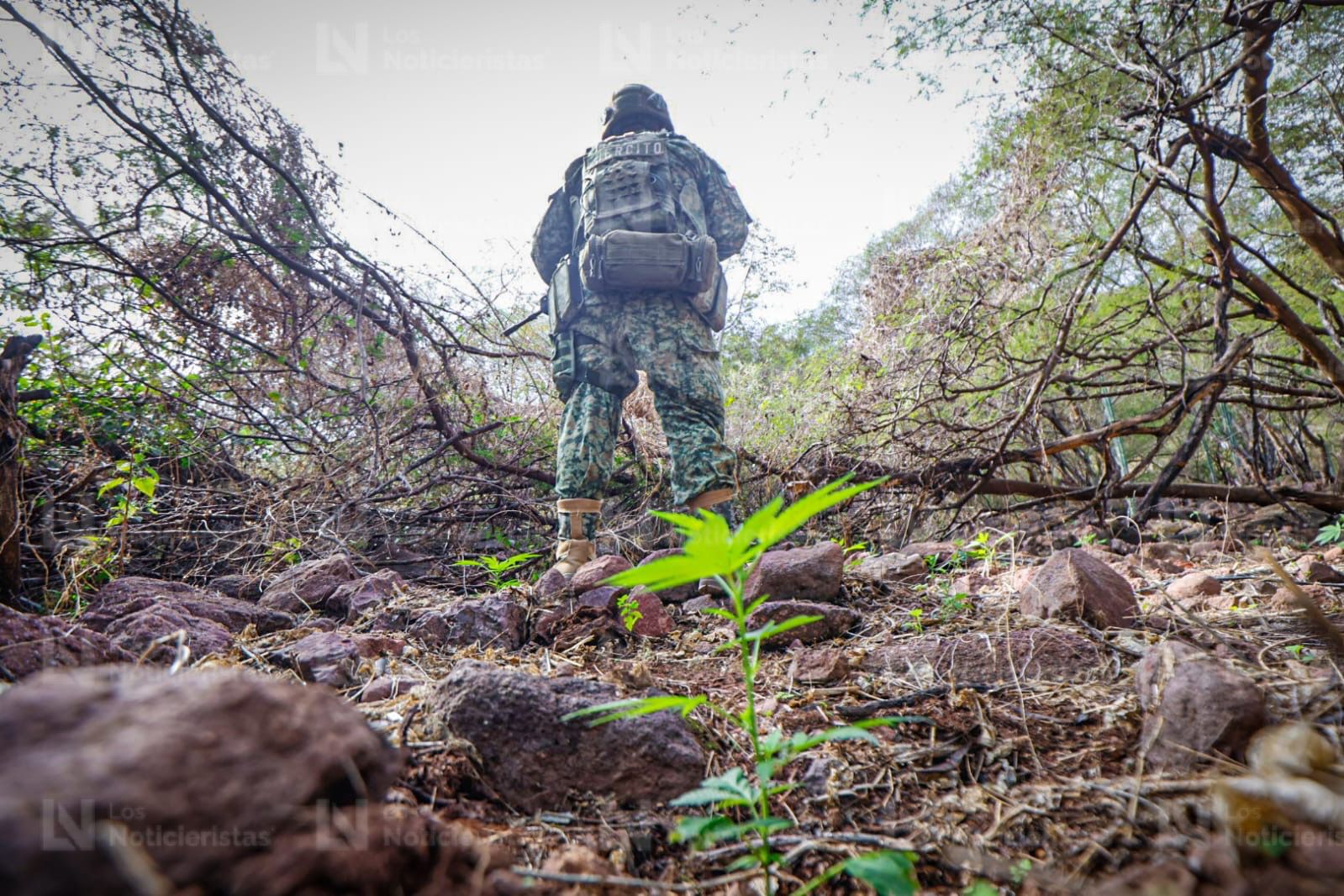 Más de media tonelada de Cola de Borrego incinera Ejército Mexicano en Badiraguato