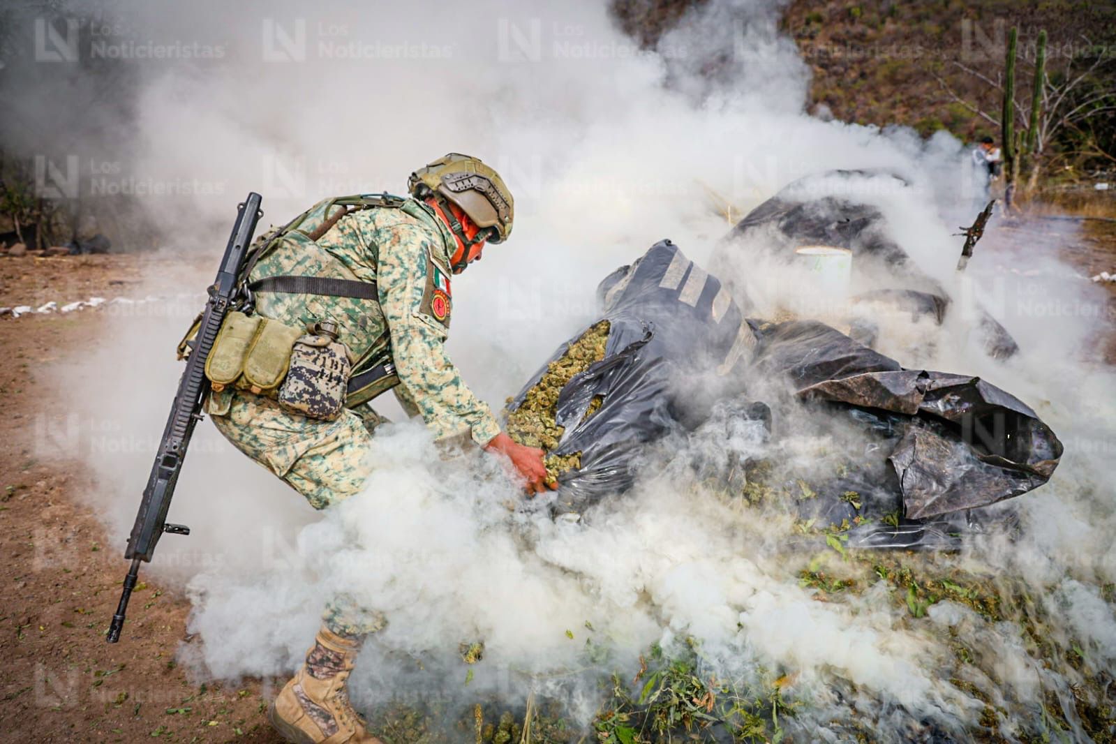 Más de media tonelada de Cola de Borrego incinera Ejército Mexicano en Badiraguato