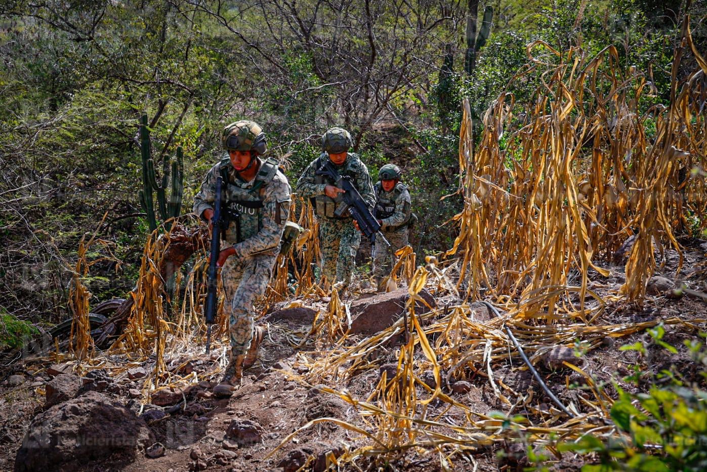 Más de media tonelada de Cola de Borrego incinera Ejército Mexicano en Badiraguato
