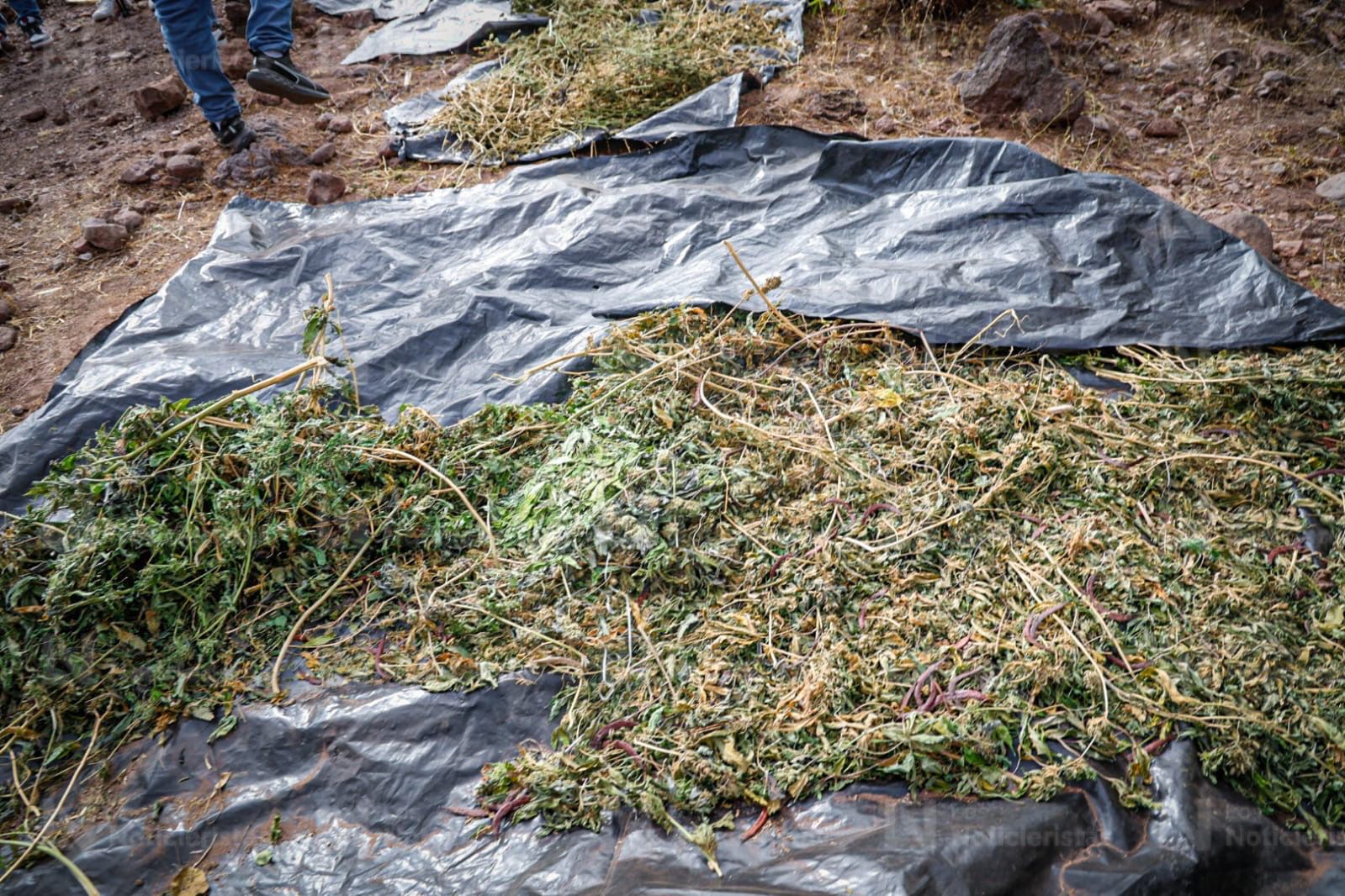 Planta de mariguana en la sierra de Badiraguato