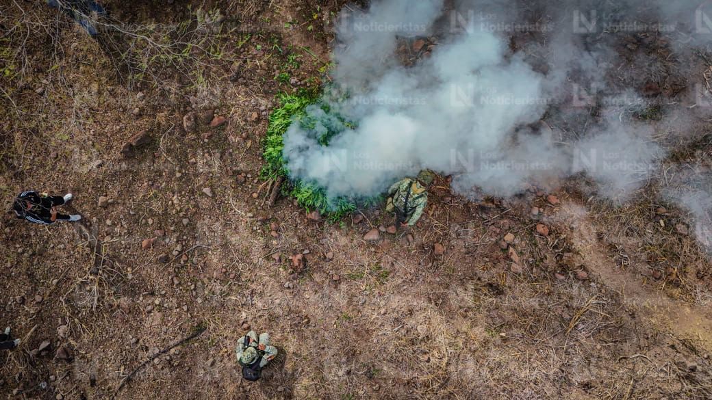 Más de media tonelada de Cola de Borrego incinera Ejército Mexicano en Badiraguato