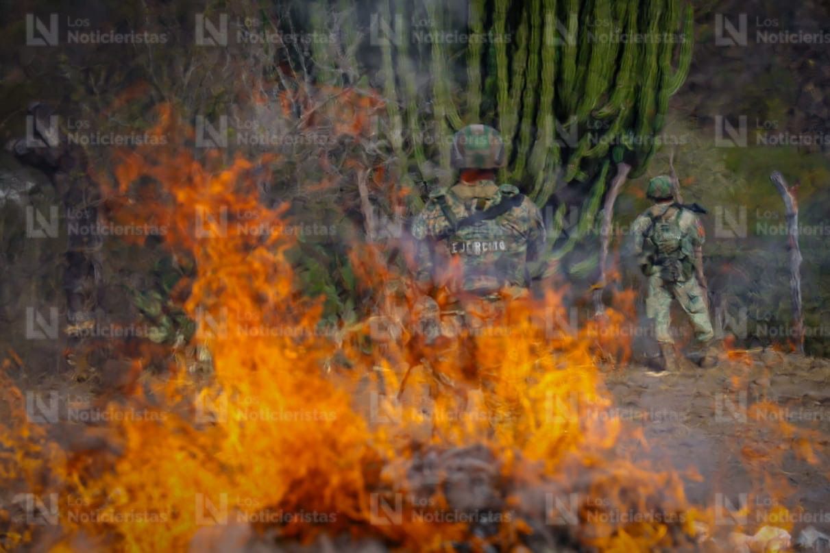 Más de media tonelada de Cola de Borrego incinera Ejército Mexicano en Badiraguato