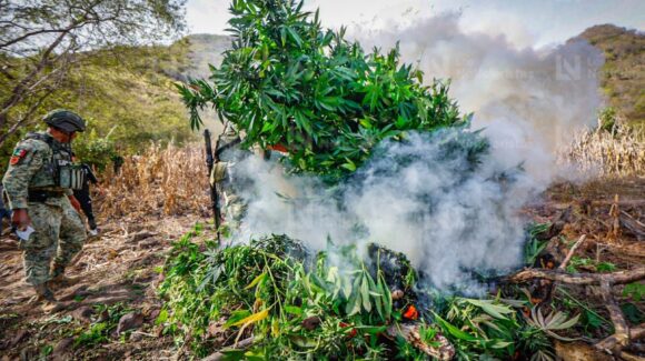 Más de 7 mdp la afectación de plantíos de mariguana asegurados en Santa Rita, en Badiraguato, Sinaloa: Ejército Mexicano