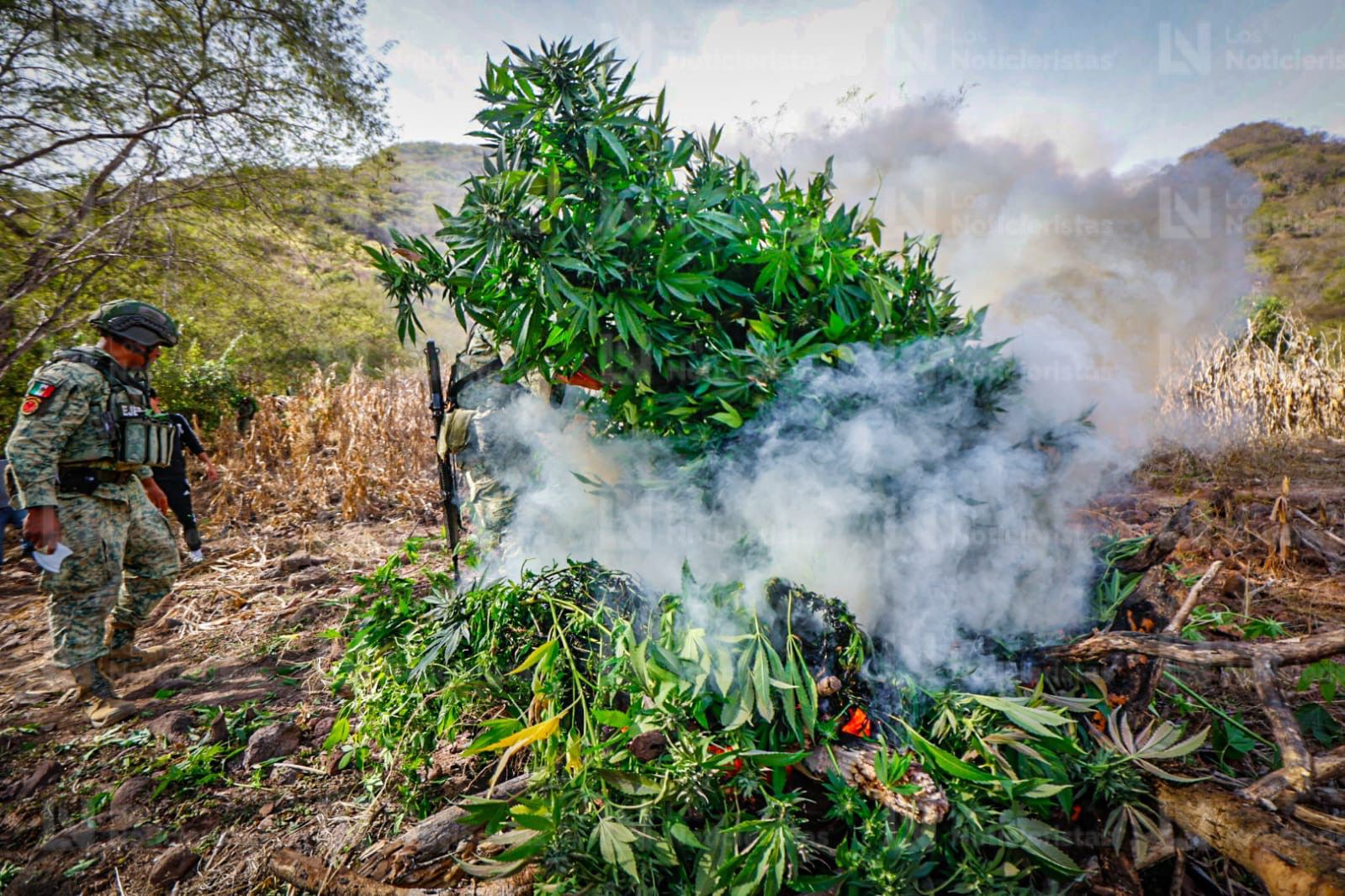 Planta de mariguana en la sierra de Badiraguato