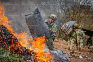 Detecta Ejército nueva modalidad de siembra de mariguana en Badiraguato
