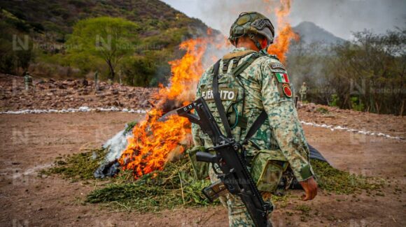 ¡En la sierra, pero en macetas! Detecta Ejército nueva modalidad de siembra de mariguana en Badiraguato, Sinaloa; destruyen más de medía tonelada