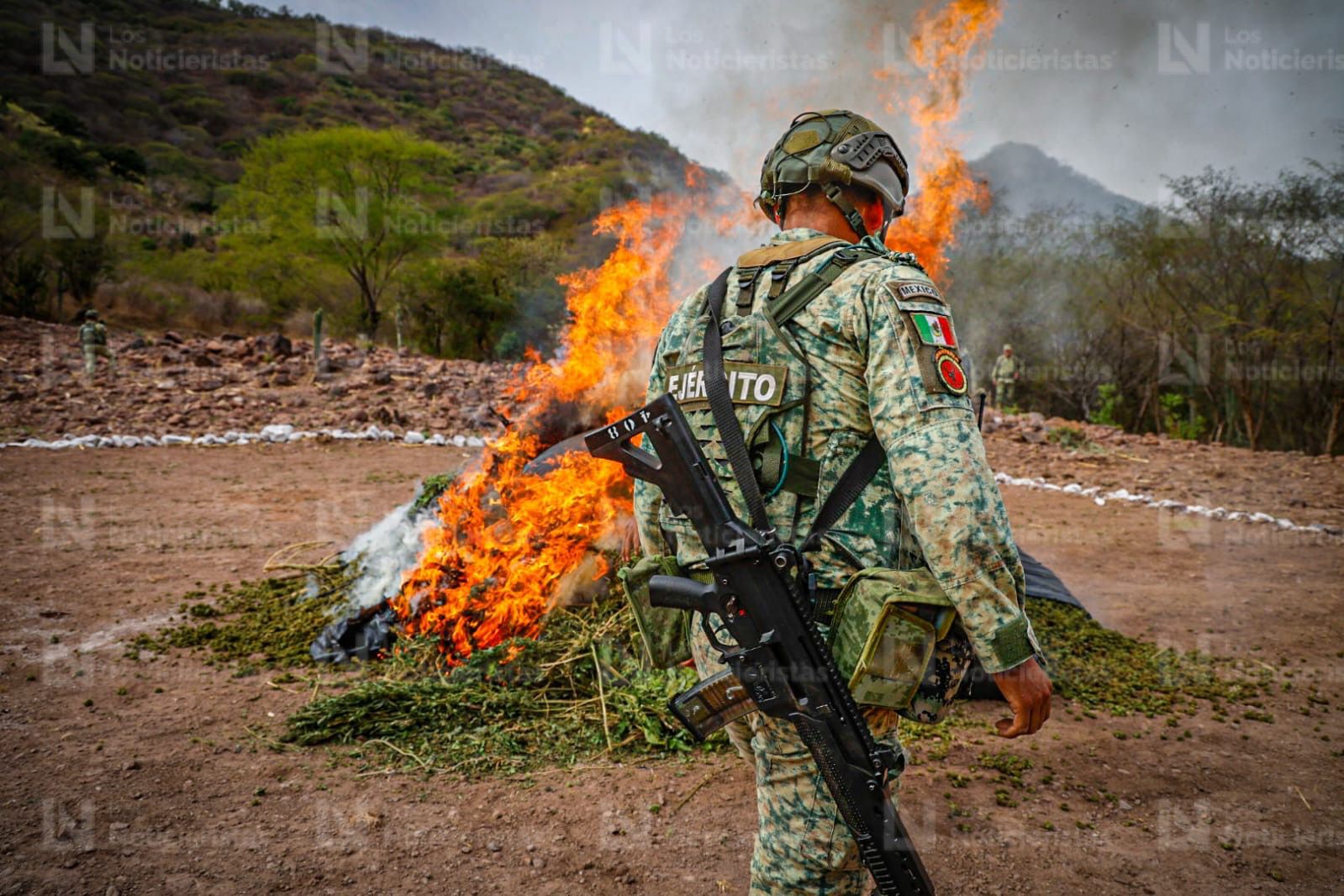 Más de media tonelada de Cola de Borrego incinera Ejército Mexicano en Badiraguato