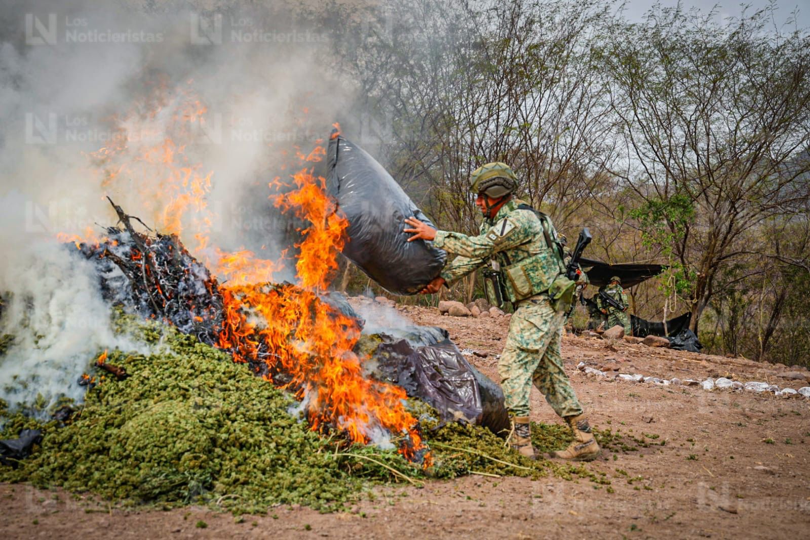 Más de media tonelada de Cola de Borrego incinera Ejército Mexicano en Badiraguato
