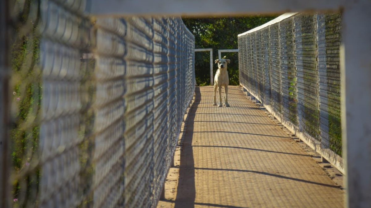 recorre antonio menendez comunidades rurales de ahome perro