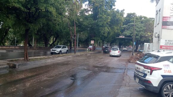 ¡Ya hay paso! Remueve personal del Ayuntamiento de Culiacán, Sinaloa, árbol caído en el malecón viejo