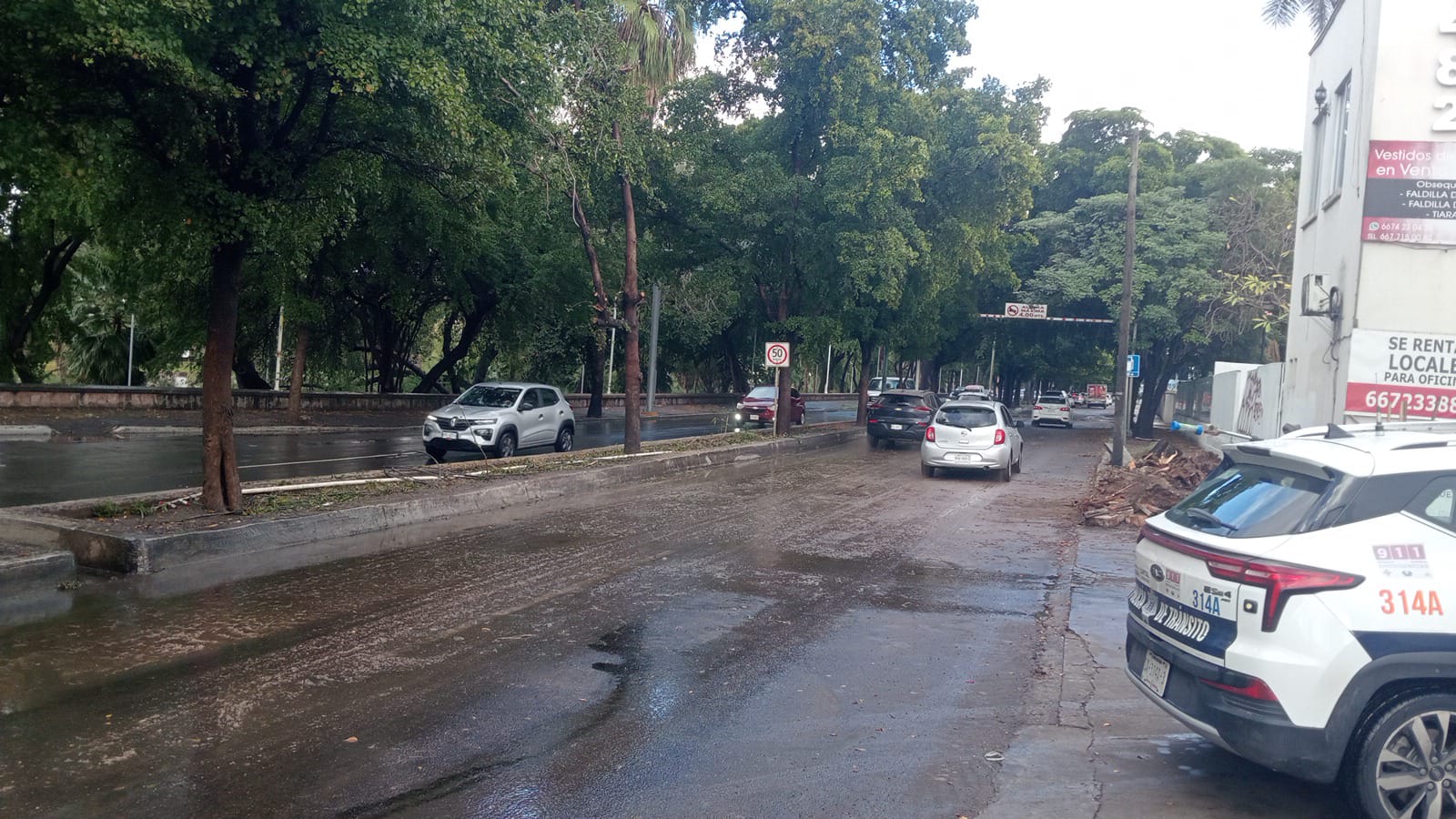 Retiran árbol sobre Malecón viejo tras lluvias en Culiacán