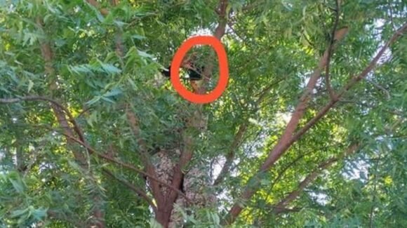 Aseguran cámara clandestina instalada en un árbol en El Tamarindo, de Culiacán, Sinaloa; hallan radios y claves de comunicación