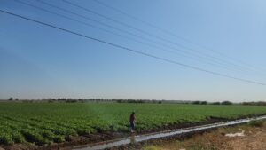siembras en guasave sin