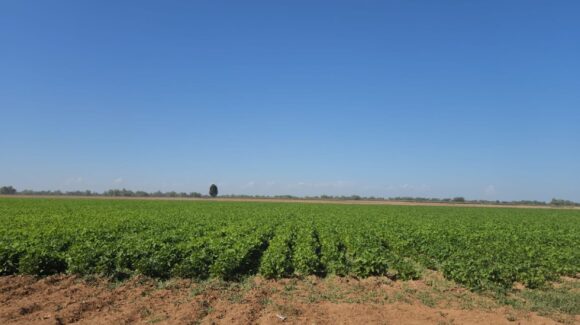 Programa de tecnificación agrícola impulsado por Sheinbaum permitirá a la agricultura sinaloense elevar su productividad: Rocha