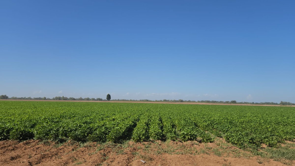 siembras en guasave sinaloa