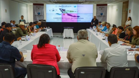 Sinaloa reporta más de 7 mil 800 toneladas de camarón en la temporada 2025–2026 del Pacífico