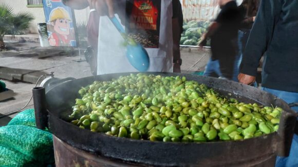 Entre música y sabor, Guamúchil, Sinaloa, vive una exitosa cuarta Tatema del Garbanzo con casi dos toneladas