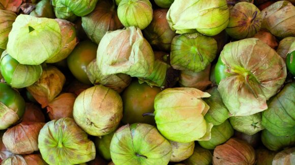 Horticultores de El Carrizo se alistan con los cortes de tomatillo; productores esperan buena producción